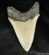 Dagger - Megalodon Tooth From SC #934-1
